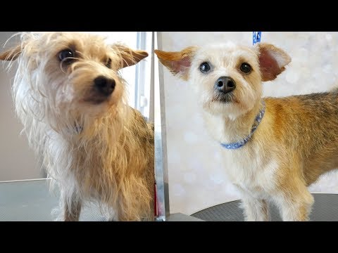 वीडियो: तार-बालों वाले कुत्तों को ट्रिम करना