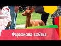 Фараонова собака. Особенности. Уход