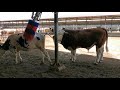 Bulls and cows in farm #part 18- Daily Farming 2019