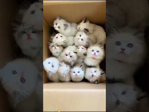 Iskib Iskib Iskib Bisad Bybiy Shout