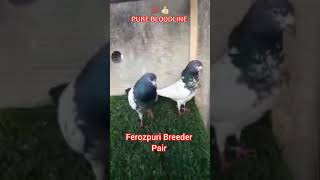 brand song newsong love lovesong music romanticsong pet birds petvlogger babybird pigeon