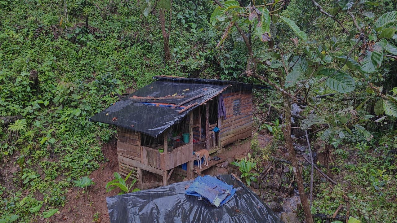 Bertahan Hidup Di Pondok Hutan - Hujan Deras 🌧️ dan Petir ⛈️ Setiap Hari - Di Temani Anjing Lucu