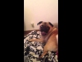 Dexter the pug is excited to go see his mommy