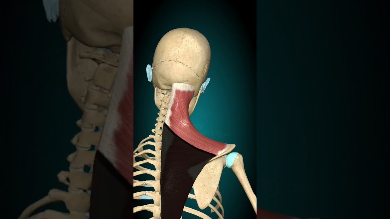 Neck muscles