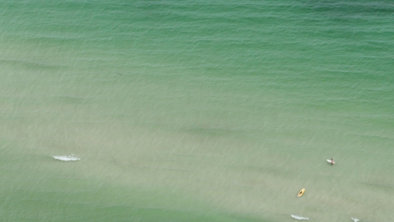 Sharks near swimmers, Allison Park, Miami Beach.