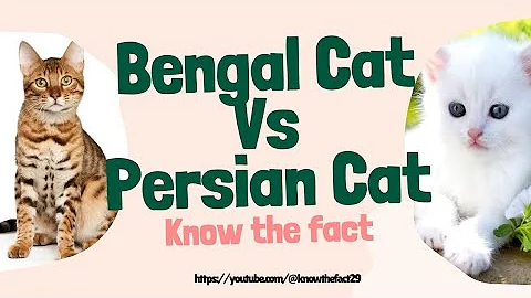 Video 8570501: bengal cat persian, persiancat bengalcat, bengal cat breed, cat vs bengal