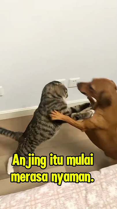 Pertarungan Tak Terduga: Anjing Jahil vs Kucing Penguasa!
