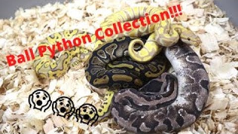 Ball Python Collection!!!