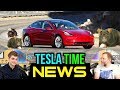 Tesla Time News - Tesla Model 3: Last Bet the Company... and Rats