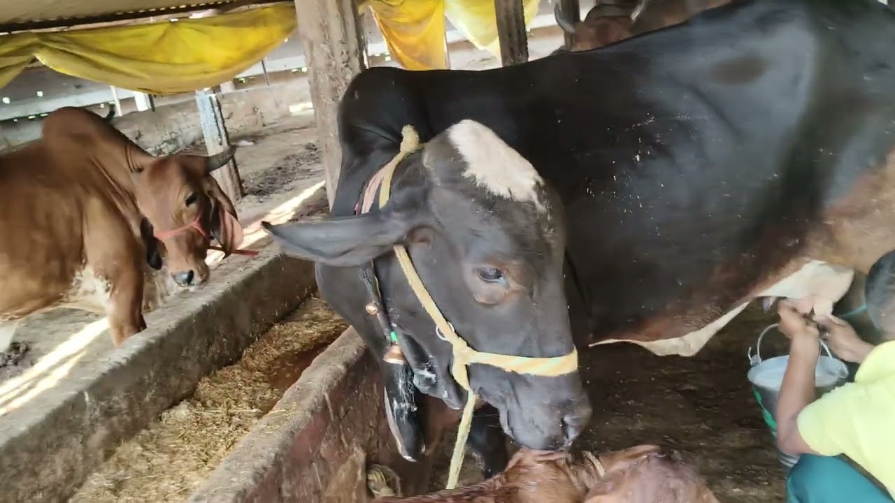 black 🐈‍⬛ sahiwal cow @# Cow 🐄 for sell in chausa pasu mandi buxar Bihar se nya video S pandey 