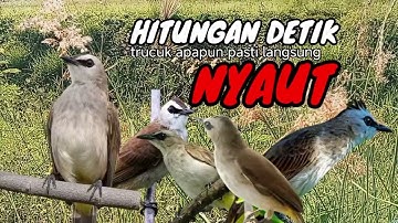 Trucuk BETINA memanggil Jantan Suara Birahi Ngecuplik 100% pancingan trucukan gacor agar BUNYI EMOSI