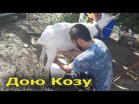 Video: Козу кандай байлайт