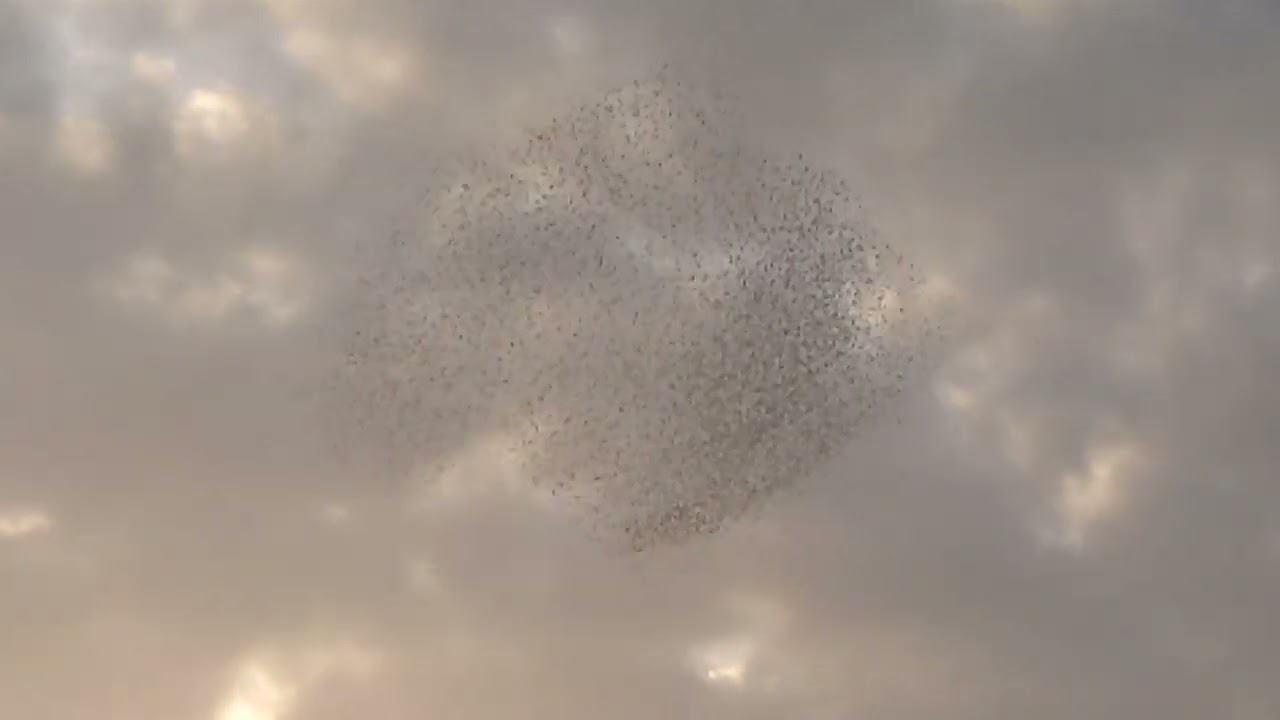 2026年１月１７日トモエガモの群れ🐦️
