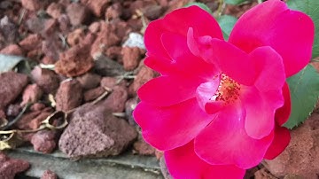 A song I will probably not finish