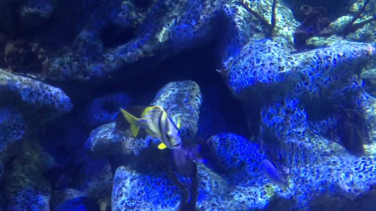 Tulsa Aquarium YouTube