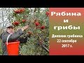 Рябина и грибы. Дневник грибника 22 сентября 2017 г.