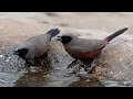 South African Wild Birds in the Stillbay area - Wildekloof