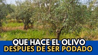 After pruning, the olive tree moves screenshot 3