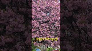 Сакура в Ужгороді | Sakura in Uzhgorod