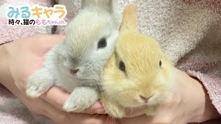 Pampered little bunnies