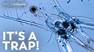 Ghost Fleas: Tiny See Through Cyclopses