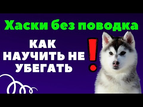 Хаски без поводка.  Можно ли отпустить? Как научить не убегать?