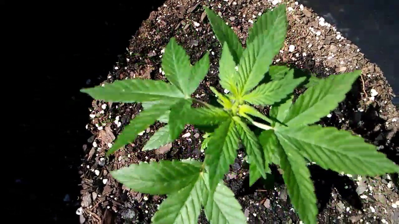 Sour sour orange diesel Kush and chem City Blues👍😎 let's get it