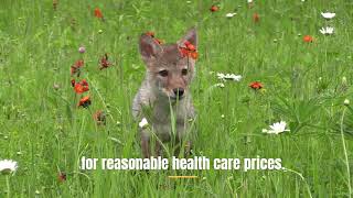 Mountain View Urgent Care - Wolf Cub looking for reasonable priced health care.
