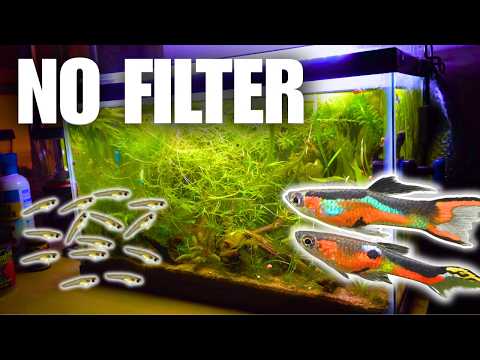 Easy NO FILTER Guppy Breeding Tank (Self Sustaining)