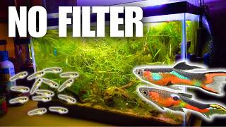 I Breed Tons of Guppies in This NO FILTER Aquarium