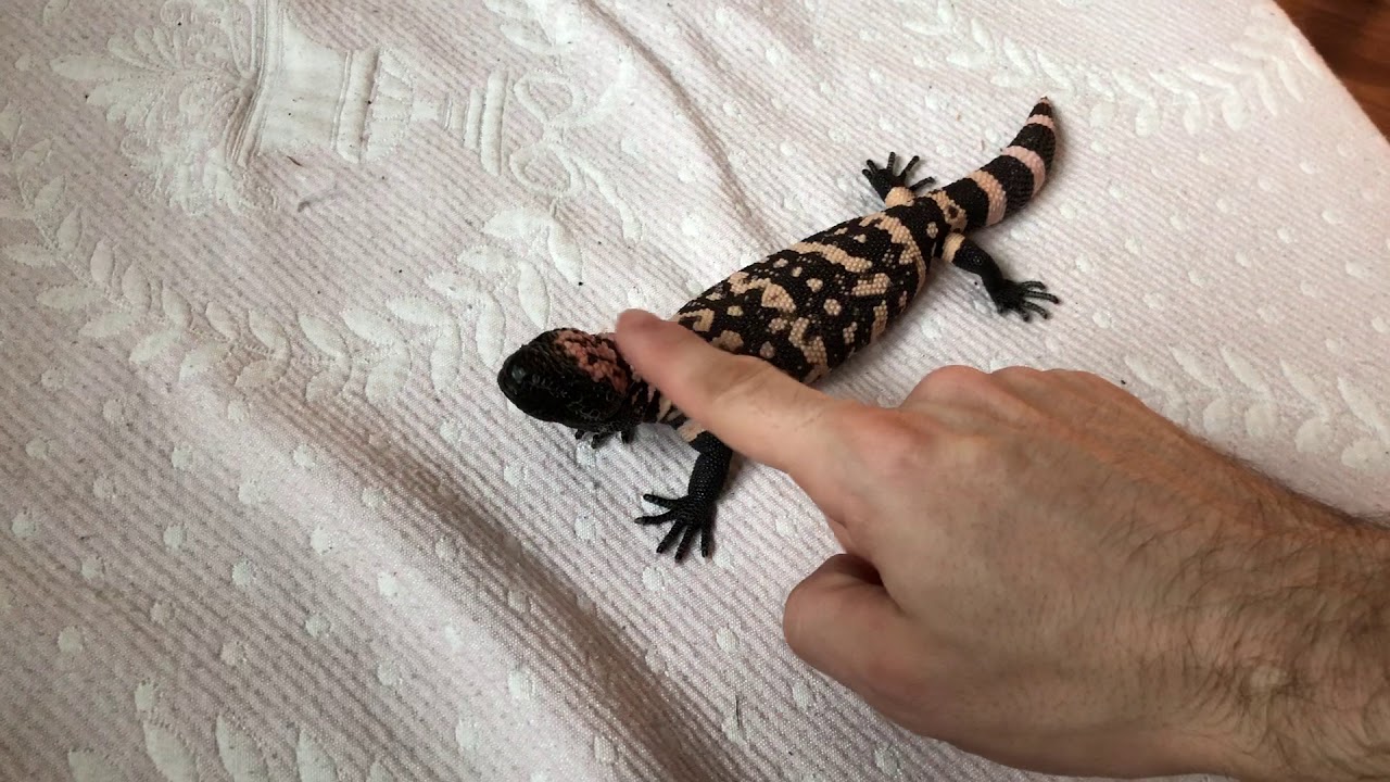 petco hours Feeding a Docile Monster