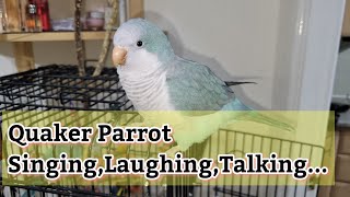 Best Talking Quaker Parrot | 8 Months Old Quaker Parrot Talking | Monk Parakeet Saying Hi