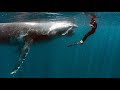 You'll Never Believe How Close They Came!!! Swimming With Giants || Humpback Whales in Tahiti