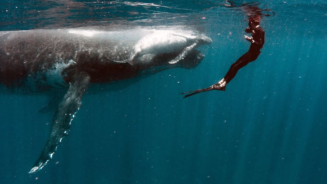 You Ll Never Believe How Close They Came Swimming With Giants