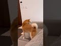 柴犬、オリンピックで狙う金メダル【豆柴ころた】#shorts #柴犬 #柴犬の日常 #しばいぬ #豆柴