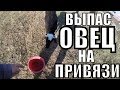 ВЫПАС ОВЕЦ НА ПРИВЯЗИ/СТРОИМ ЖИЗНЬ