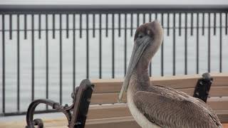 VIC Module 2 Exercise: Bird Clips