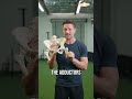 The #1 Underrated Muscle For Improving Hip Mobility