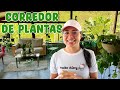 El corredor de plantas nunca había quedado tan bonito: limpiando, organizando y moviendo │Candy Bu