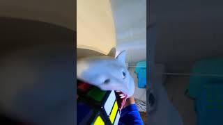 SD Short:Shark Puppet solves a Rubik's Cube!