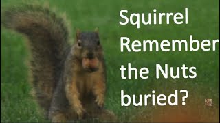 Do Squirrels Remember The Nuts They Bury?
