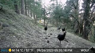 Wild Tehachapi Cabin Turkeys