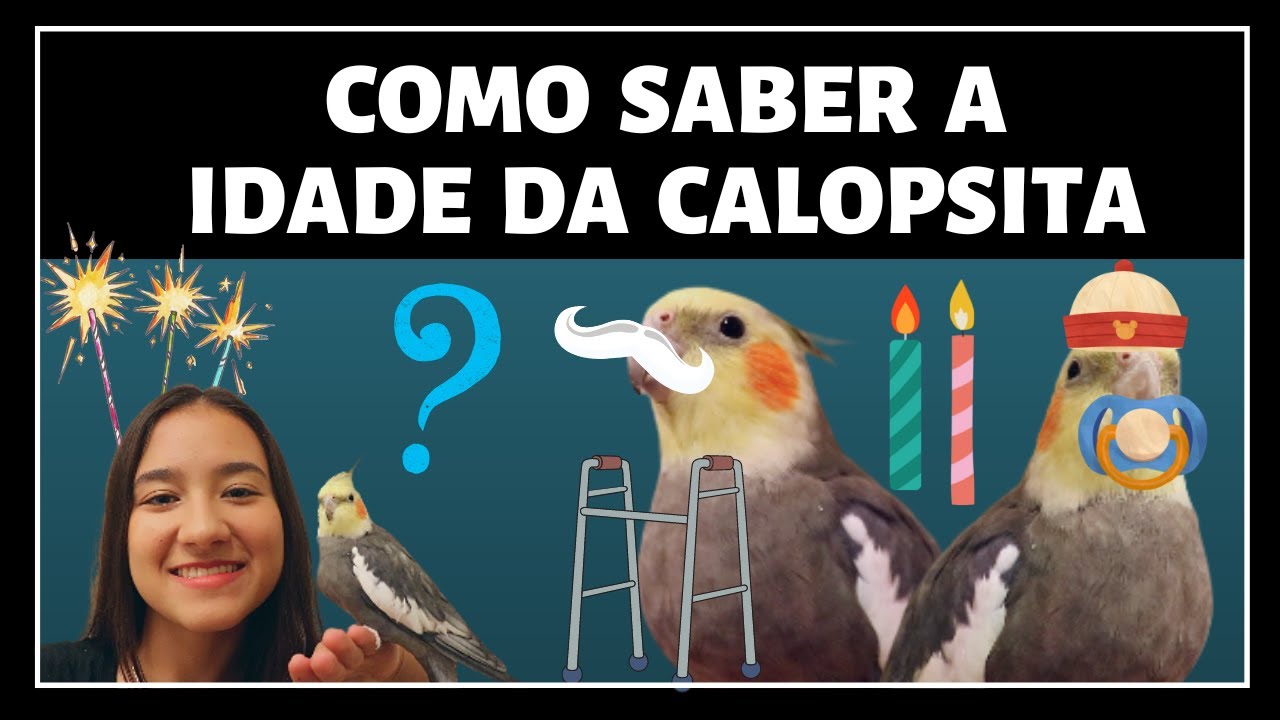 COMO DESCOBRIR A IDADE DE SUA CALOPSITA - YouTube