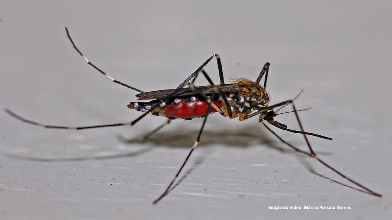 Para Ouvir O Som Do Mosquitinho - RETOEDU