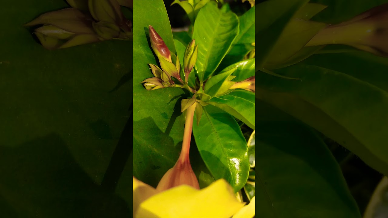 bunga Tanaman Hias Terompet Emas | Alamanda Lonceng Kuning Buttercup | Melihat dan Bercerita