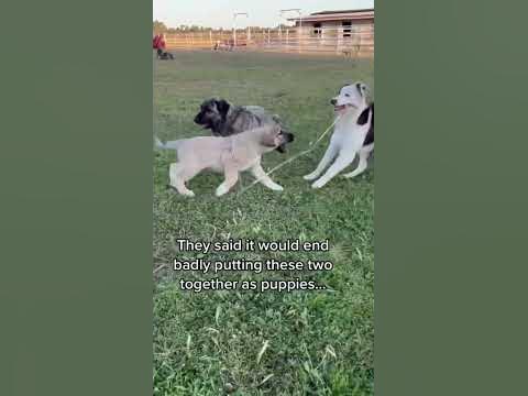 Our livestock guardian dog Judge and farm dog Pete have been growing