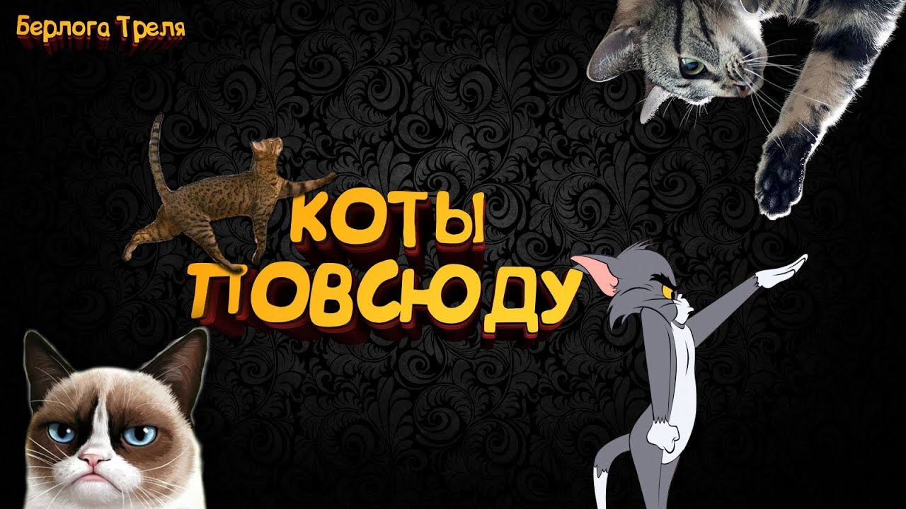 Пв коты. Коты перфект ворлд. perfect world коты. кот пв.