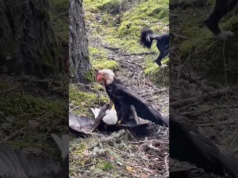 Two Eagles Killing Each Other معركة النسور Eagles Pigeon Shorts Shortvideo Short Birds