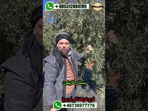 وصول زيت الزيتون     زيت زيت الزيتون اوروبا المانيا تركيا غذائيات المونة