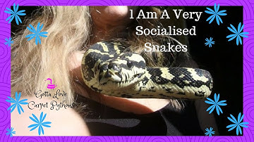 Taming Snakes You Mean Socialise